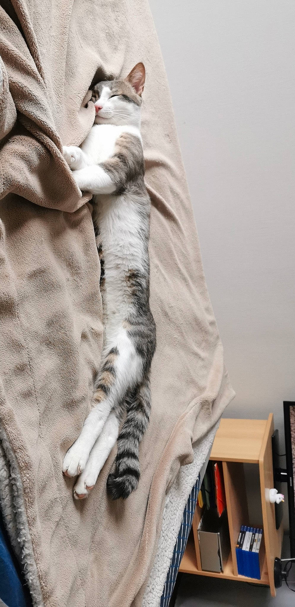 Saline participe au concours pour gagner de l'argent avec cette photo : american_shorthair, carnivore, cat, felidae, fur, small_to_medium_sized_cats, tabby_cat, tail, textile, whiskers
