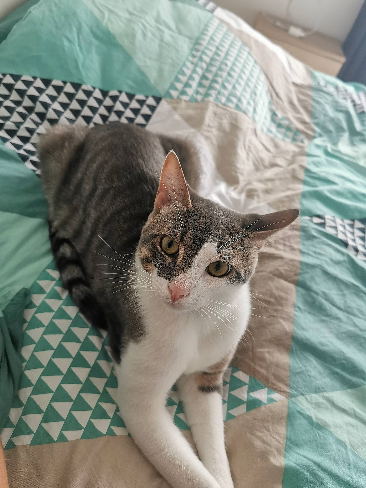 Saline participe au concours pour gagner de l'argent avec cette photo : aegean_cat, american_wirehair, asian, australian_mist, bed, carnivore, cat, domestic_short_haired_cat, european_shorthair, felidae, fur, german_rex, kitten, small_to_medium_sized_cats, whiskers