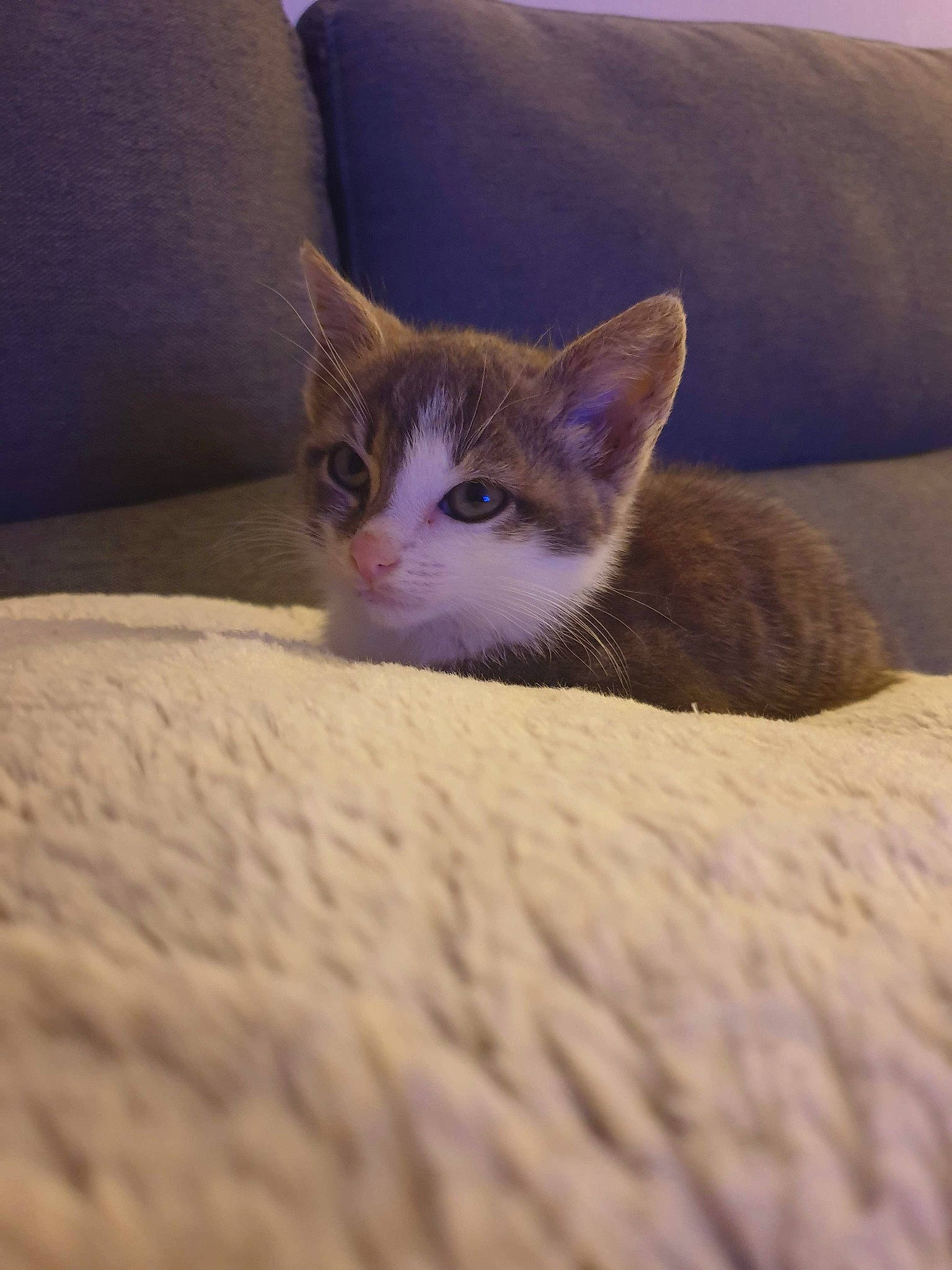 Saline a rejoint le concours — aidez-le/la à gagner de superbes lots ! aegean_cat, asian, carnivore, cat, domestic_short_haired_cat, ear, fawn, felidae, fur, kitten, mammal, nap, nose, small_to_medium_sized_cats, tabby_cat, whiskers