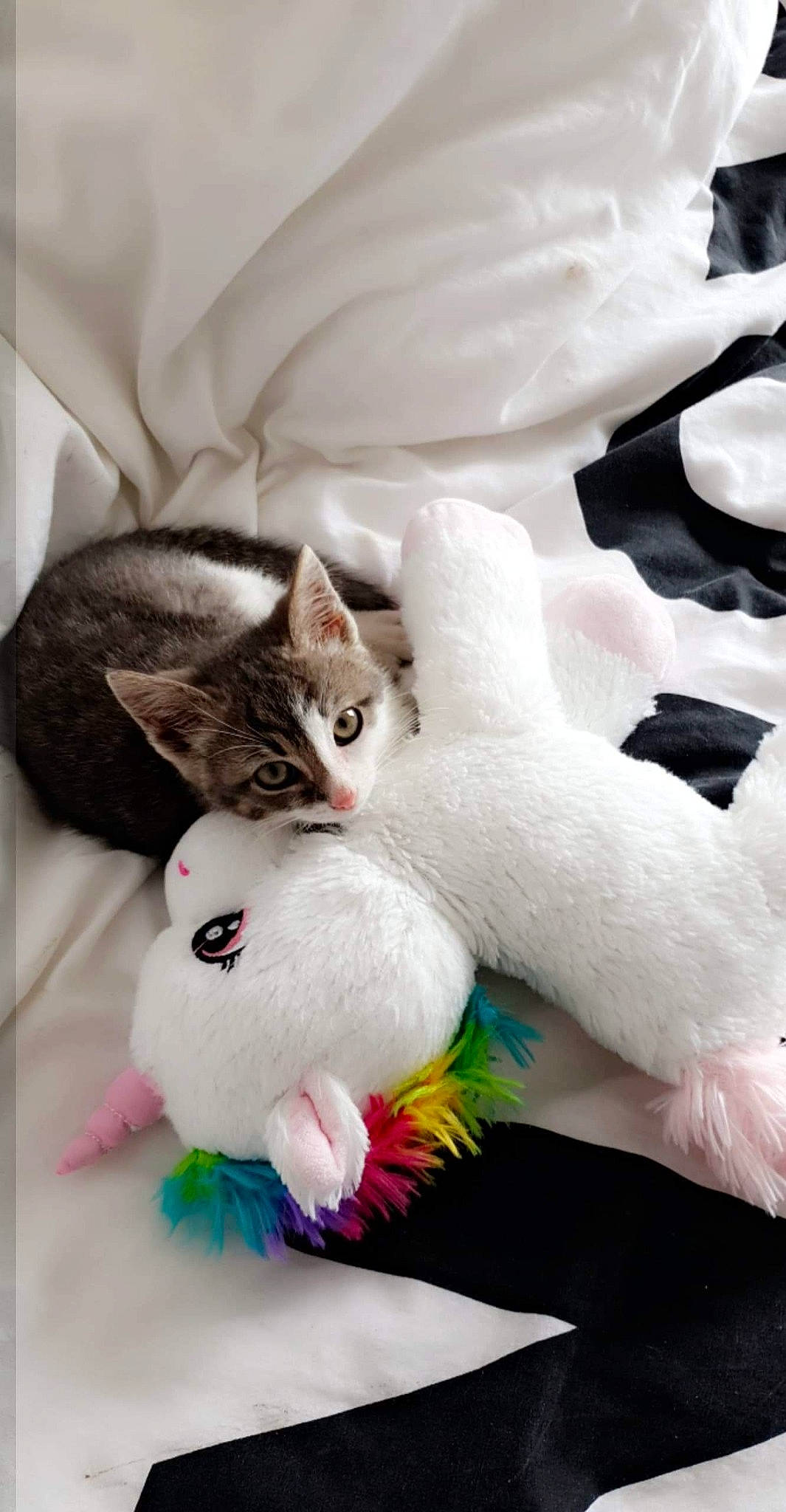 Saline a rejoint le concours — aidez-le/la à gagner de superbes lots ! carnivore, cat, felidae, fur, khao_manee, kitten, small_to_medium_sized_cats, tail, turkish_angora, turkish_van, whiskers, white