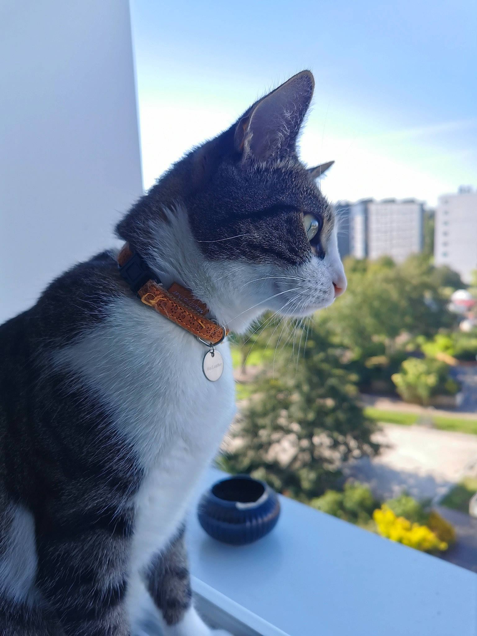 Yellow a rejoint le concours — aidez-le/la à gagner de superbes lots ! aegean_cat, american_wirehair, carnivore, cat, domestic_short_haired_cat, european_shorthair, felidae, german_rex, polydactyl_cat, small_to_medium_sized_cats, snout, tail, whiskers