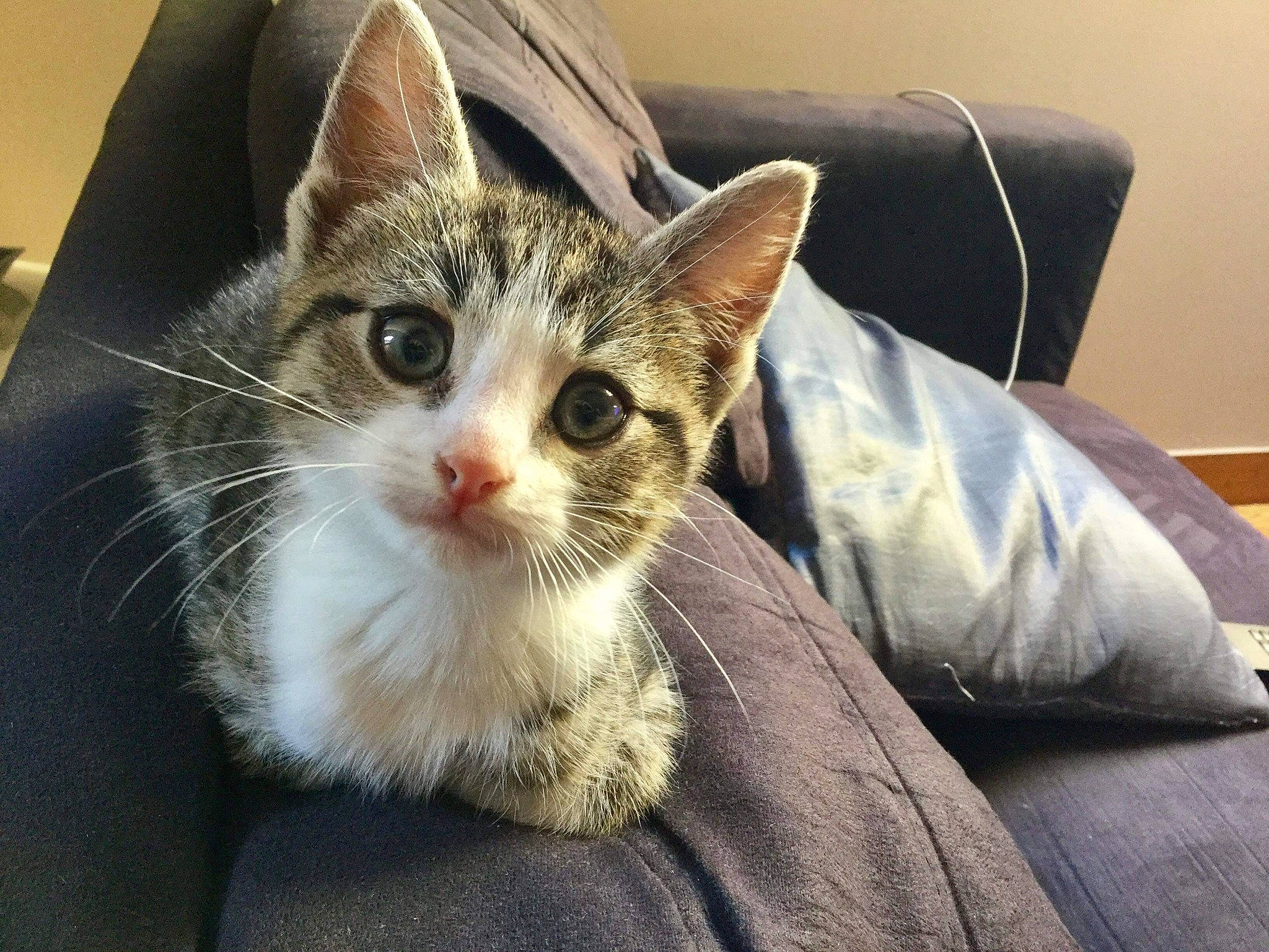 Yellow participe au concours pour gagner de l'argent avec cette photo : aegean_cat, american_shorthair, american_wirehair, asian, australian_mist, carnivore, cat, domestic_short_haired_cat, dragon_li, european_shorthair, felidae, german_rex, kitten, mammal, polydactyl_cat, small_to_medium_sized_cats, snout, tabby_cat, vertebrate, whiskers