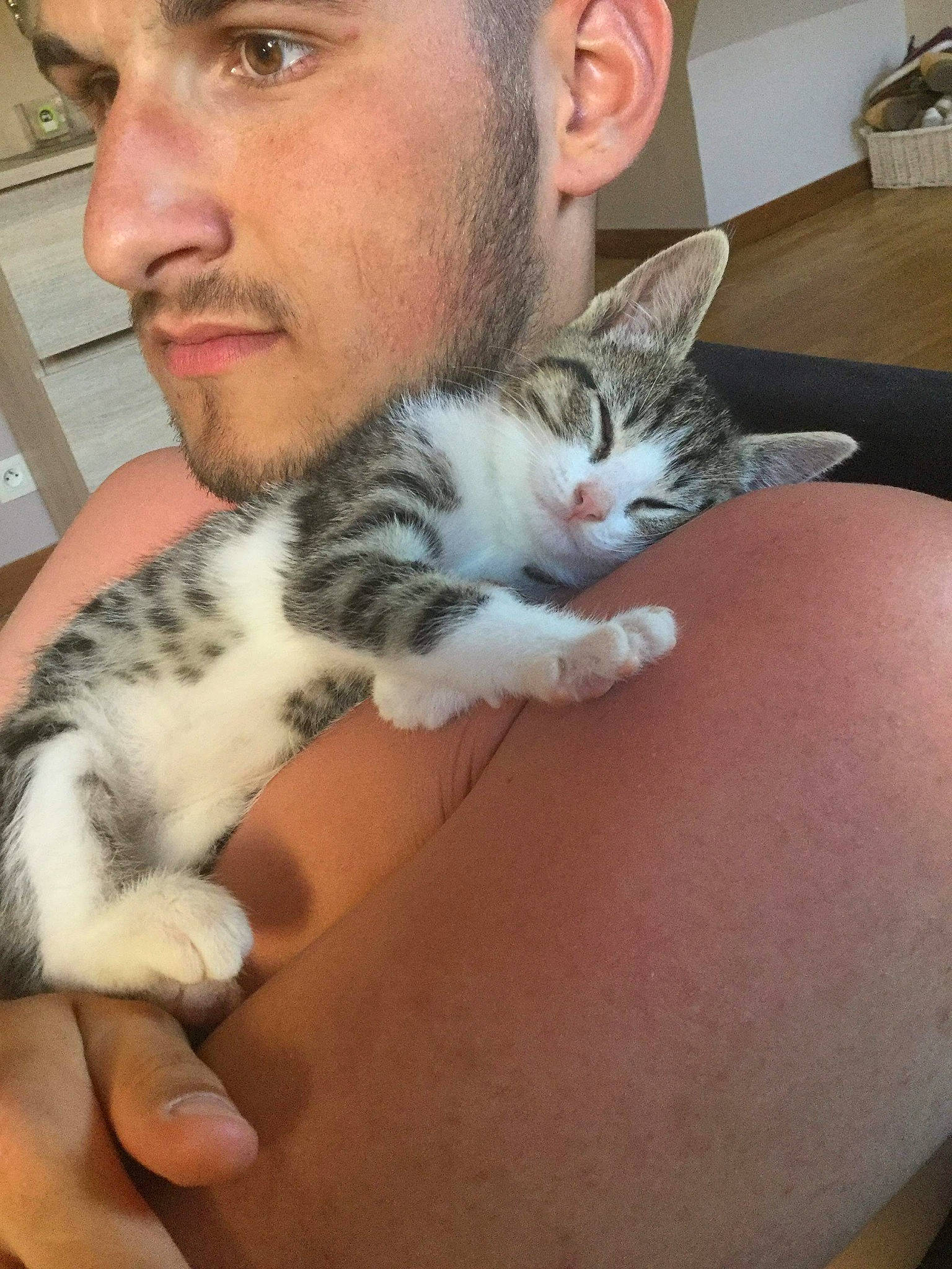 Yellow participe au concours pour gagner de l'argent avec cette photo : aegean_cat, american_shorthair, american_wirehair, asian, carnivore, cat, domestic_short_haired_cat, ear, european_shorthair, felidae, kitten, mammal, small_to_medium_sized_cats, whiskers