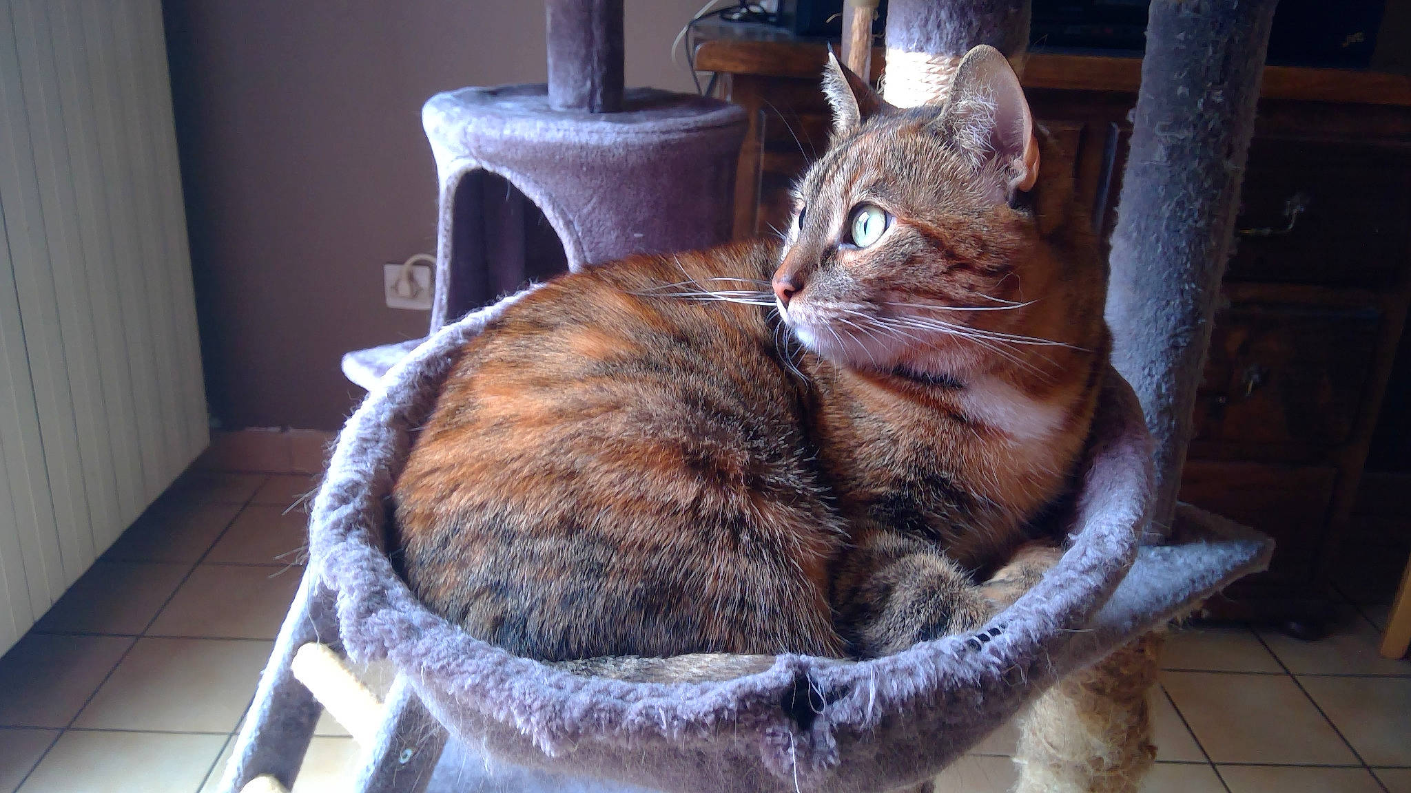 Dory participe au concours pour gagner de l'argent avec cette photo : basket, carnivore, cat, cat_supply, comfort, domestic_short_haired_cat, door, felidae, fur, pet_supply, sitting, small_to_medium_sized_cats, snout, tail, terrestrial_animal, whiskers, wicker, wood