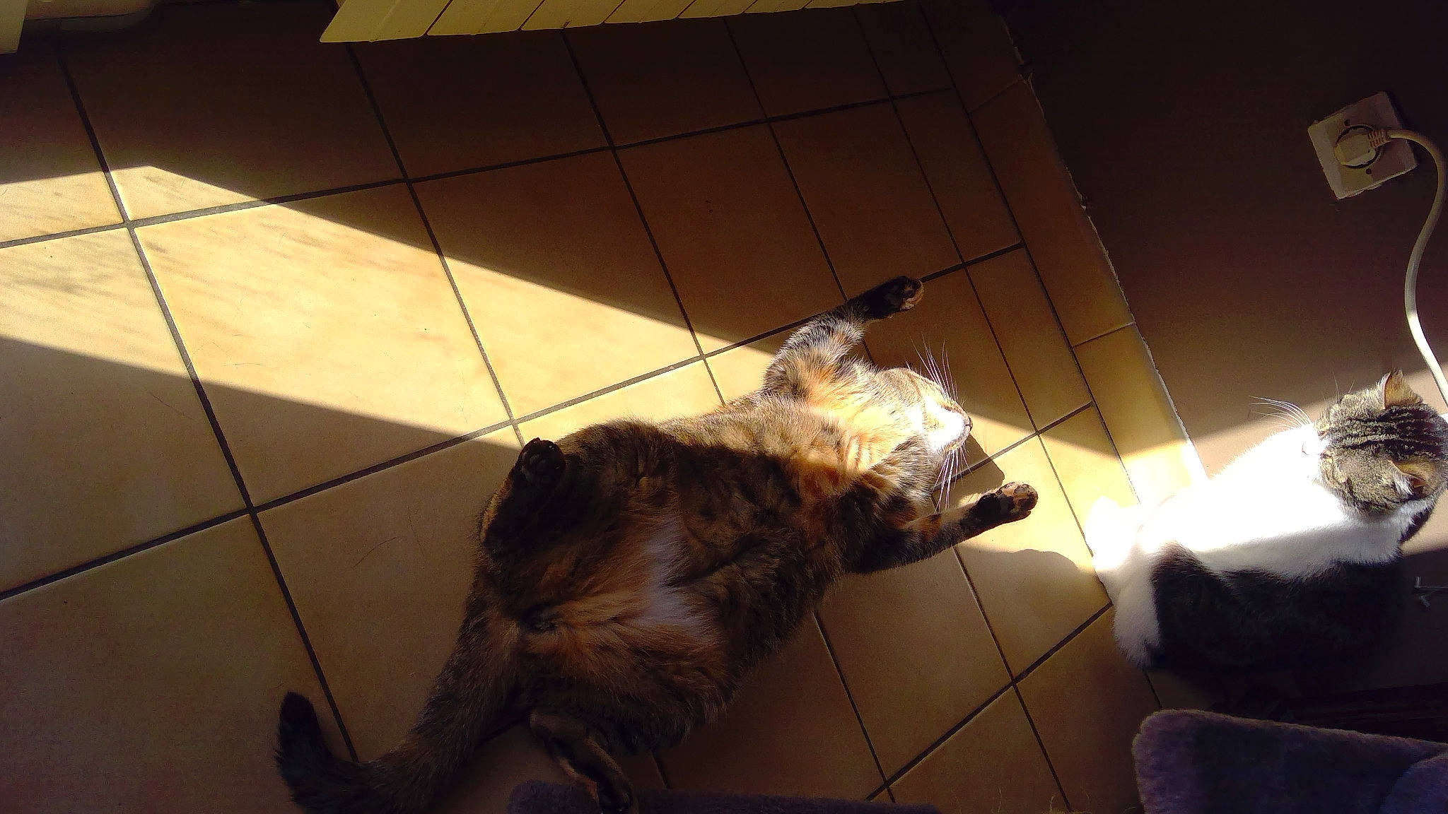 Dory a rejoint le concours — aidez-le/la à gagner de superbes lots ! brown, carnivore, cat, companion_dog, dog_breed, fawn, felidae, floor, flooring, fur, hardwood, pet_supply, room, shadow, small_to_medium_sized_cats, snout, tail, tints_and_shades, whiskers, wood