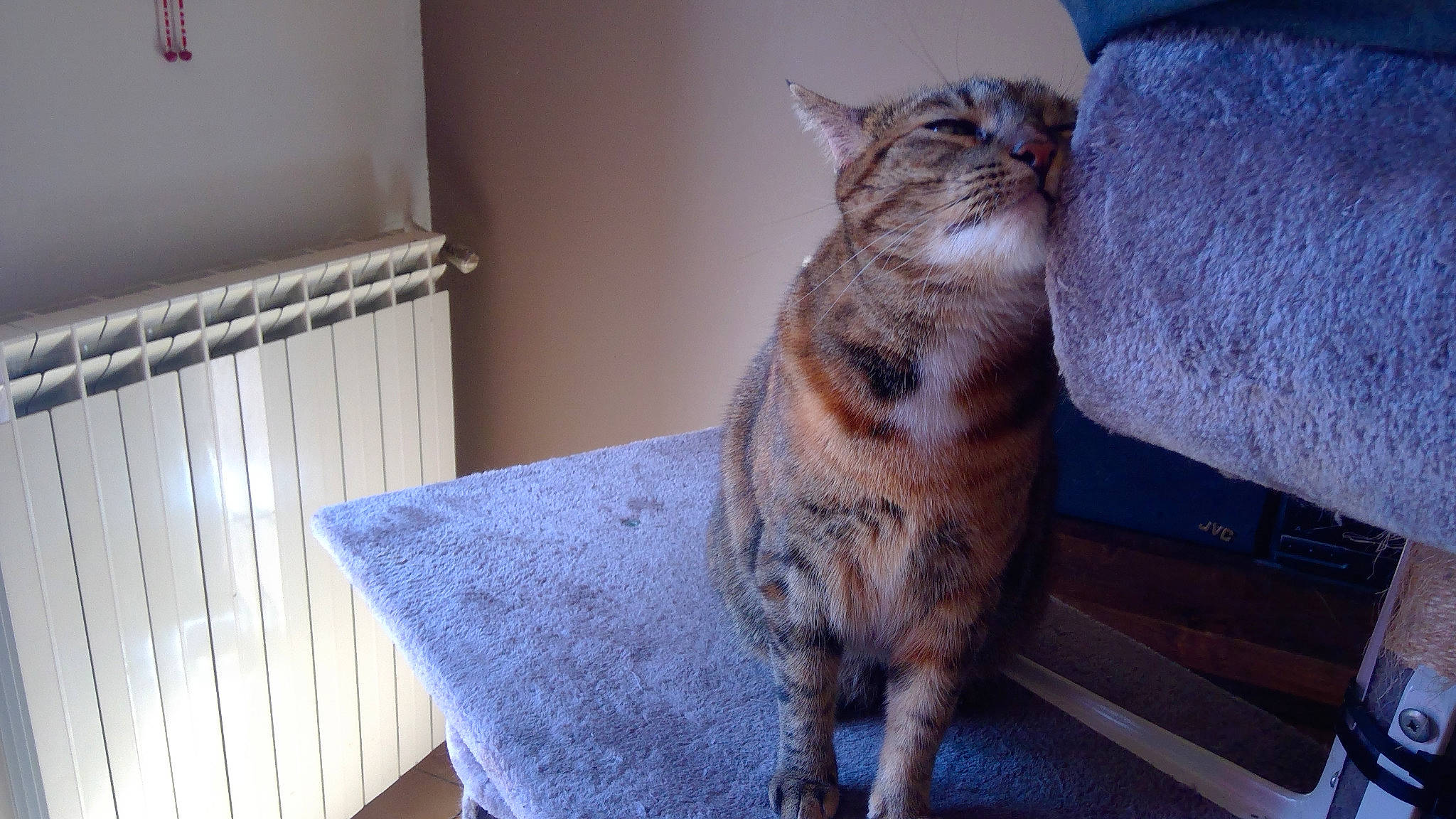 Dory participe au concours pour gagner de l'argent avec cette photo : carnivore, cat, comfort, domestic_short_haired_cat, door, fawn, felidae, flooring, fur, grey, paw, room, small_to_medium_sized_cats, snout, tail, terrestrial_animal, whiskers, wildlife, window, wood