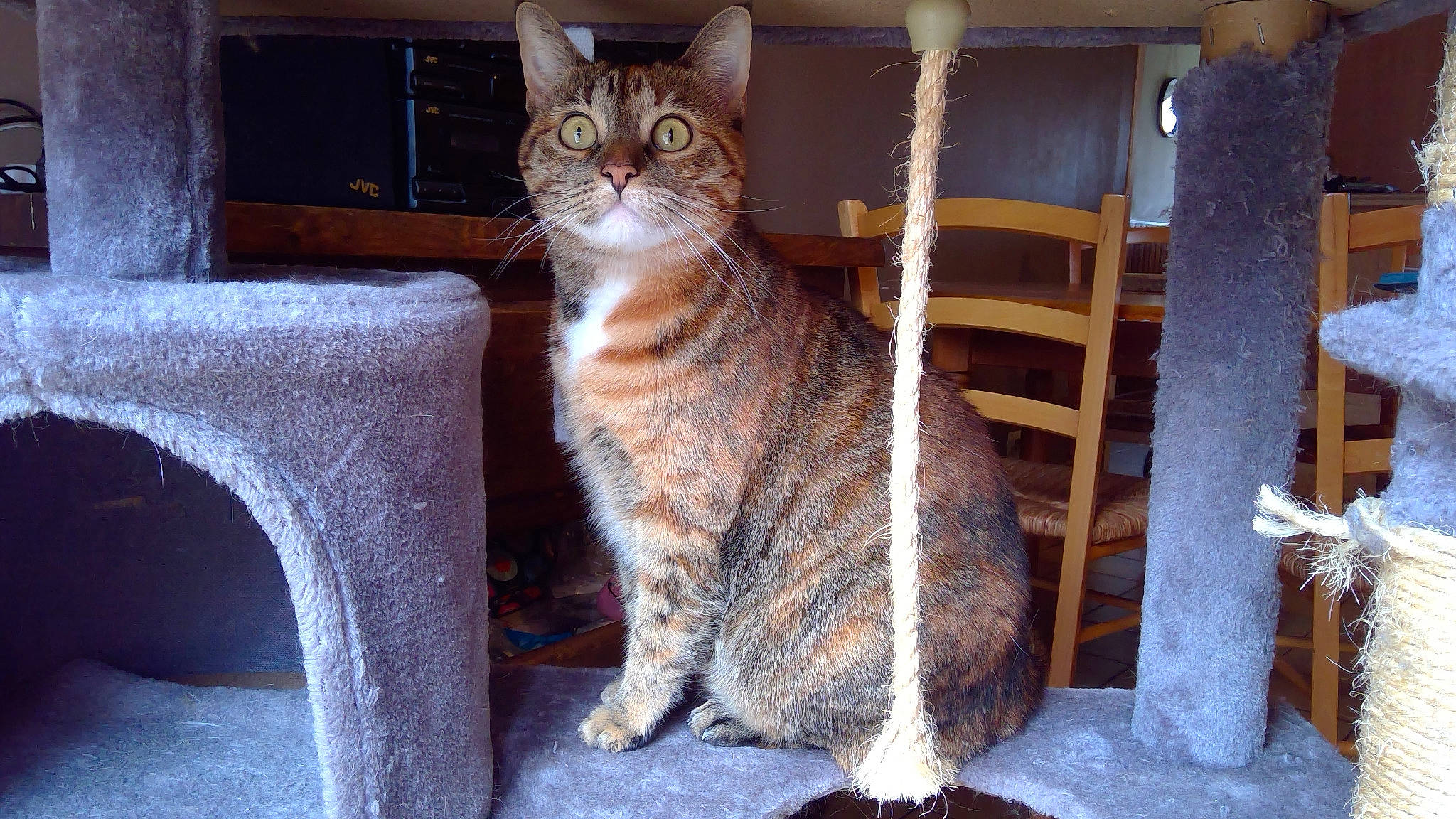 Dory a rejoint le concours — aidez-le/la à gagner de superbes lots ! carnivore, cat, domestic_short_haired_cat, fawn, felidae, fur, paw, sitting, small_to_medium_sized_cats, snout, tail, terrestrial_animal, tree, whiskers, window, wood