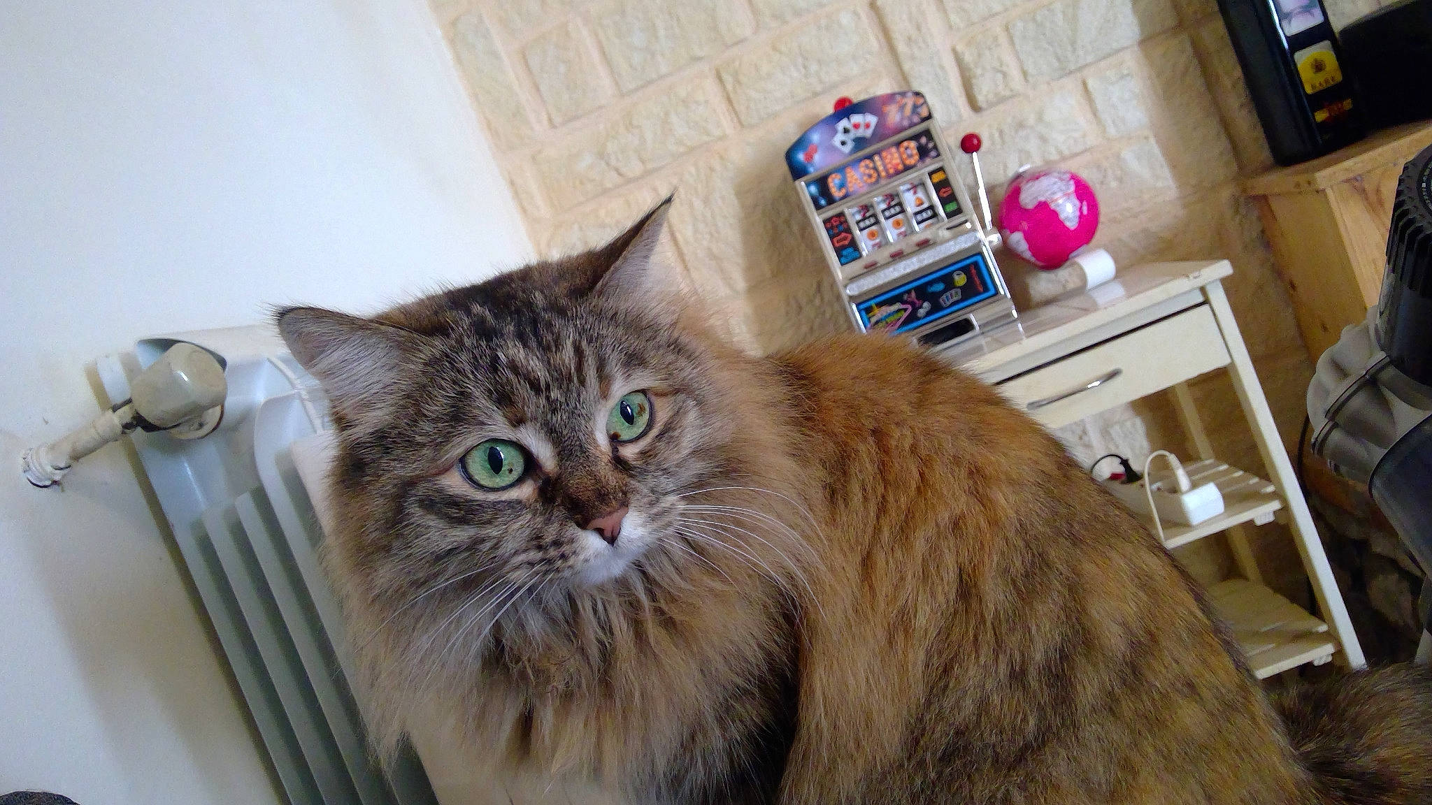 Gucci a rejoint le concours — aidez-le/la à gagner de superbes lots ! box, british_longhair, carnivore, cat, domestic_short_haired_cat, felidae, fur, maine_coon, siberian, small_to_medium_sized_cats, snout, terrestrial_animal, whiskers, window