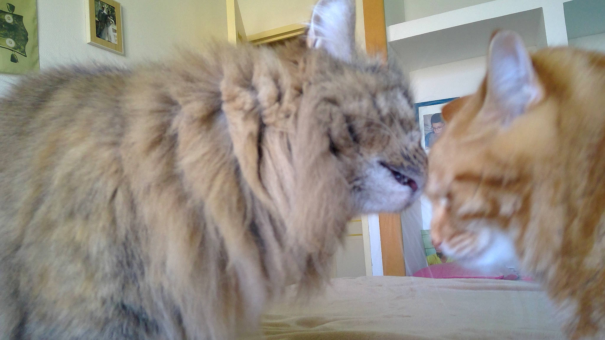 Gucci a rejoint le concours — aidez-le/la à gagner de superbes lots ! canidae, carnivore, cat, claw, companion_dog, dog_breed, eye, fawn, felidae, fur, paw, small_to_medium_sized_cats, snout, tail, terrestrial_animal, whiskers, wildlife, window