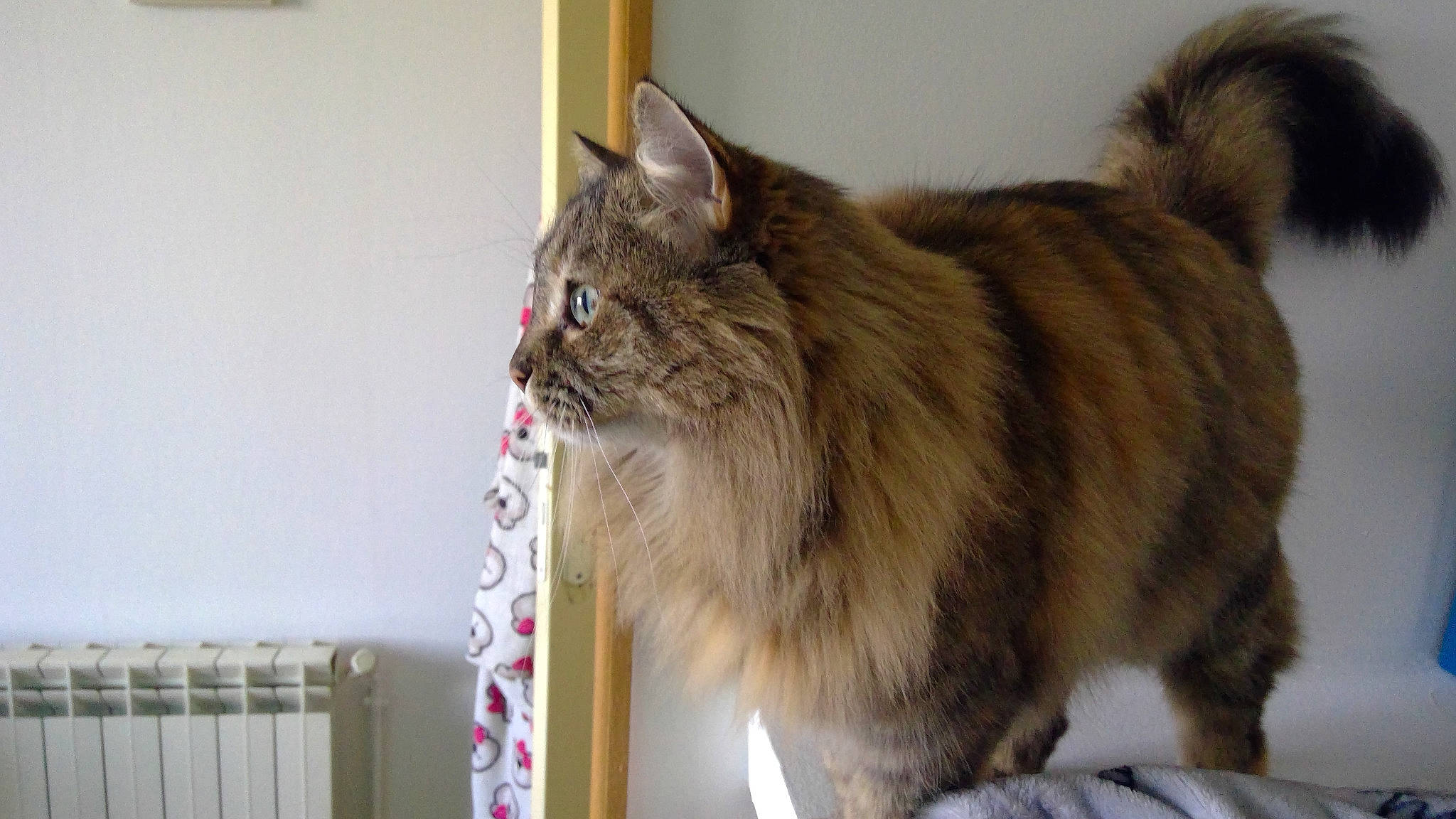 Gucci participe au concours pour gagner de l'argent avec cette photo : box, british_longhair, carnivore, cat, claw, domestic_short_haired_cat, felidae, fur, maine_coon, paw, plant, small_to_medium_sized_cats, snout, tail, terrestrial_animal, whiskers, wood