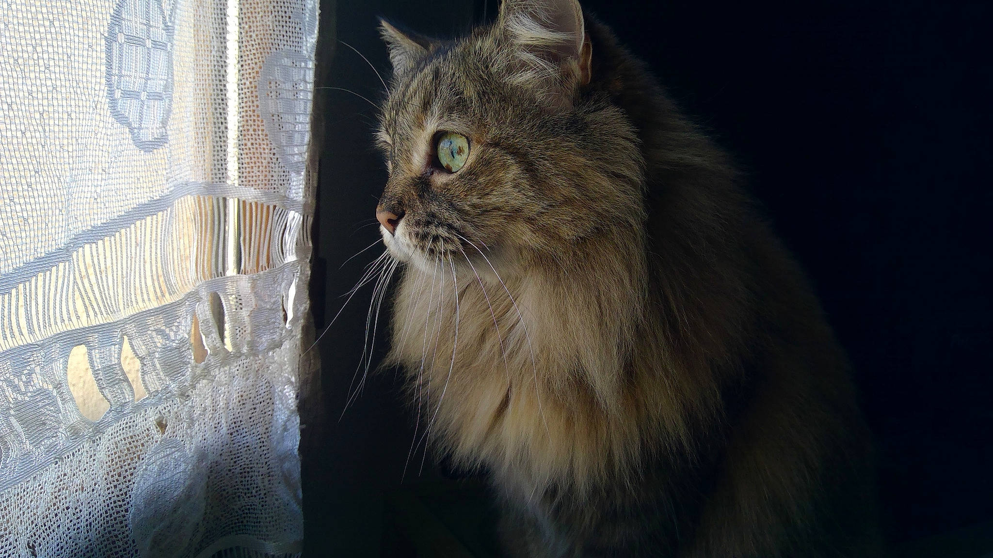 Gucci a rejoint le concours — aidez-le/la à gagner de superbes lots ! carnivore, cat, darkness, domestic_short_haired_cat, felidae, fur, maine_coon, small_to_medium_sized_cats, snout, terrestrial_animal, whiskers, wildlife, window, wood