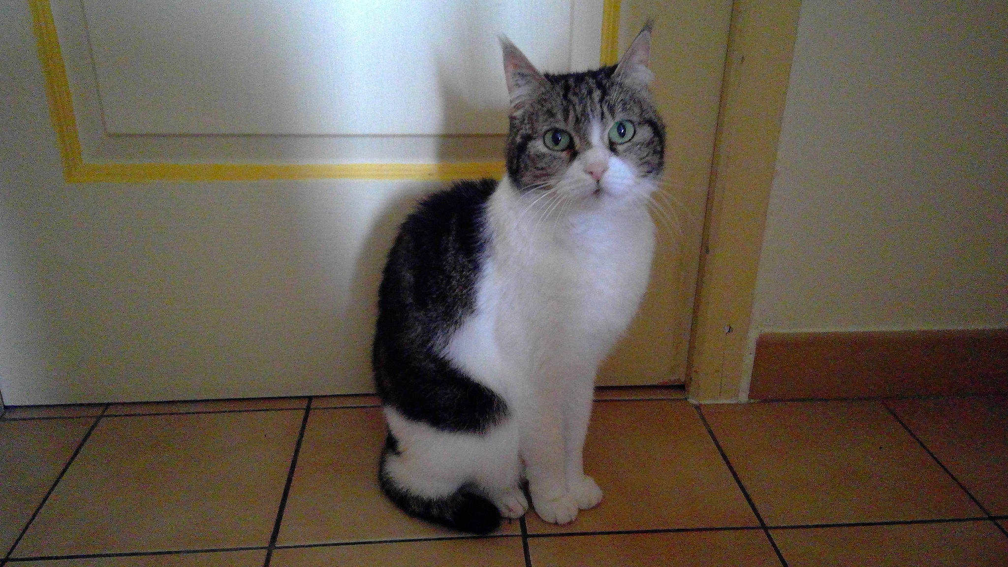 Maggie participe au concours pour gagner de l'argent avec cette photo : carnivore, cat, domestic_short_haired_cat, felidae, floor, flooring, fur, hardwood, paw, small_to_medium_sized_cats, snout, tail, terrestrial_animal, tile_flooring, whiskers