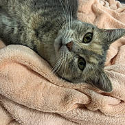 Aria participe au concours pour gagner de l'argent avec cette photo : cat, tabby_cat, pet, animal, feline, whiskers, fur, close_up, blanket, soft_texture, cozy, indoor, resting, cute, curious, sleepy, ears, eyes, muzzle, comfort