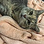 cat, tabby_cat, pet, animal, feline, whiskers, fur, close_up, blanket, soft_texture, cozy, indoor, resting, cute, curious, sleepy, ears, eyes, muzzle, comfort