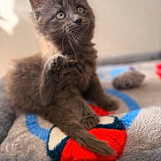 Ace is registered to the contest to win money with this photo: kitten, cat, gray_fur, pet, animal, cute, soft, blanket, indoor, playful, paw, curious, young, feline, fur, closeup, sitting, cozy, colorful, adorable