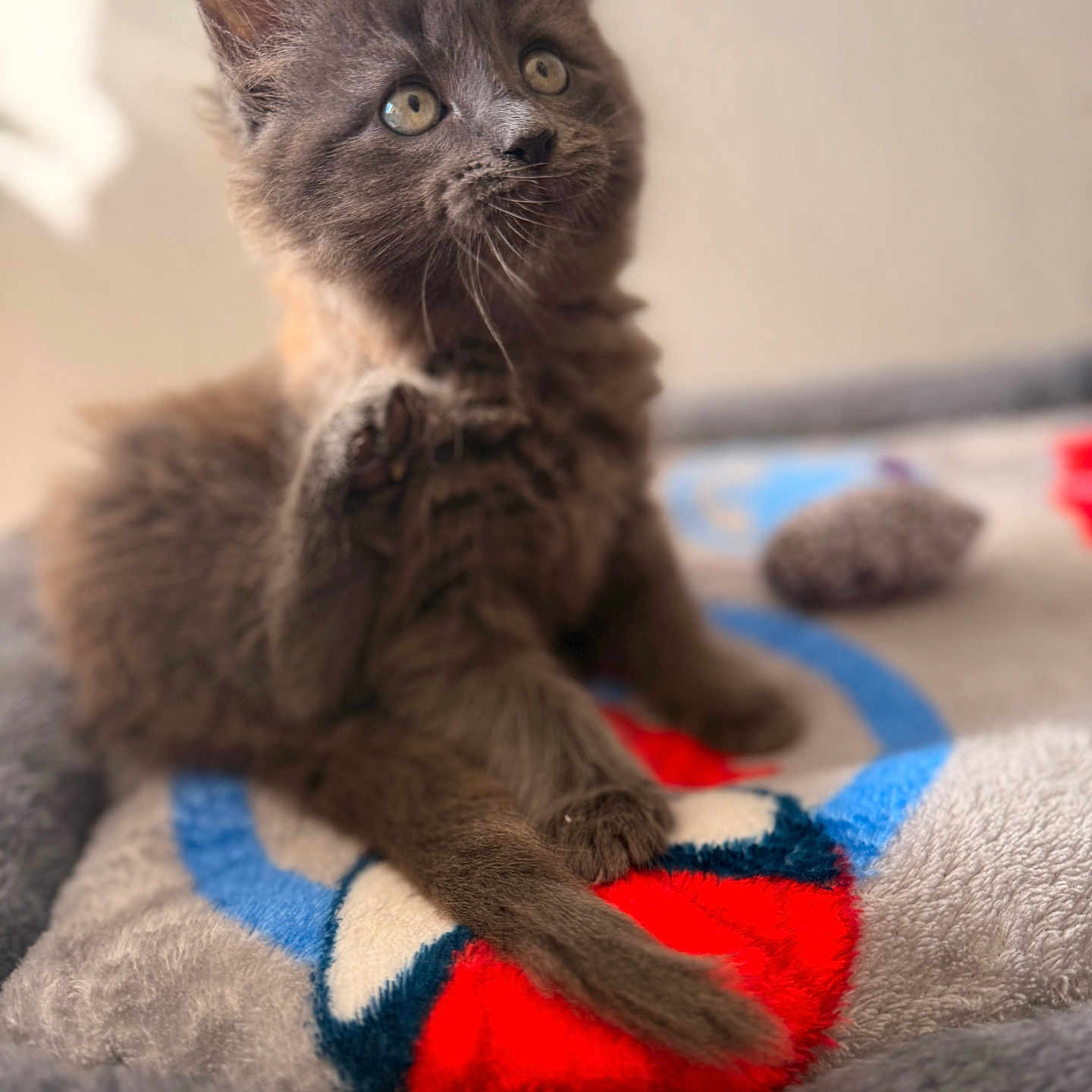 Ace is registered to the contest to win money with this photo: adorable, animal, blanket, cat, closeup, colorful, cozy, curious, cute, feline, fur, gray_fur, indoor, kitten, paw, pet, playful, sitting, soft, young