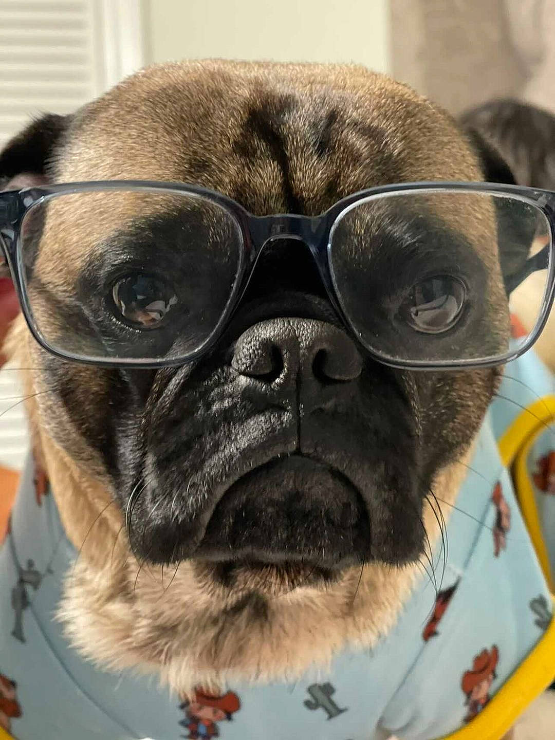 Harold is registered to the contest to win money with this photo: canidae, carnivore, collar, companion_dog, cool, dog, dog_breed, dog_collar, eyewear, fawn, fur, goggles, liver, pet_supply, pug, snout, sunglasses, vision_care, whiskers, working_animal