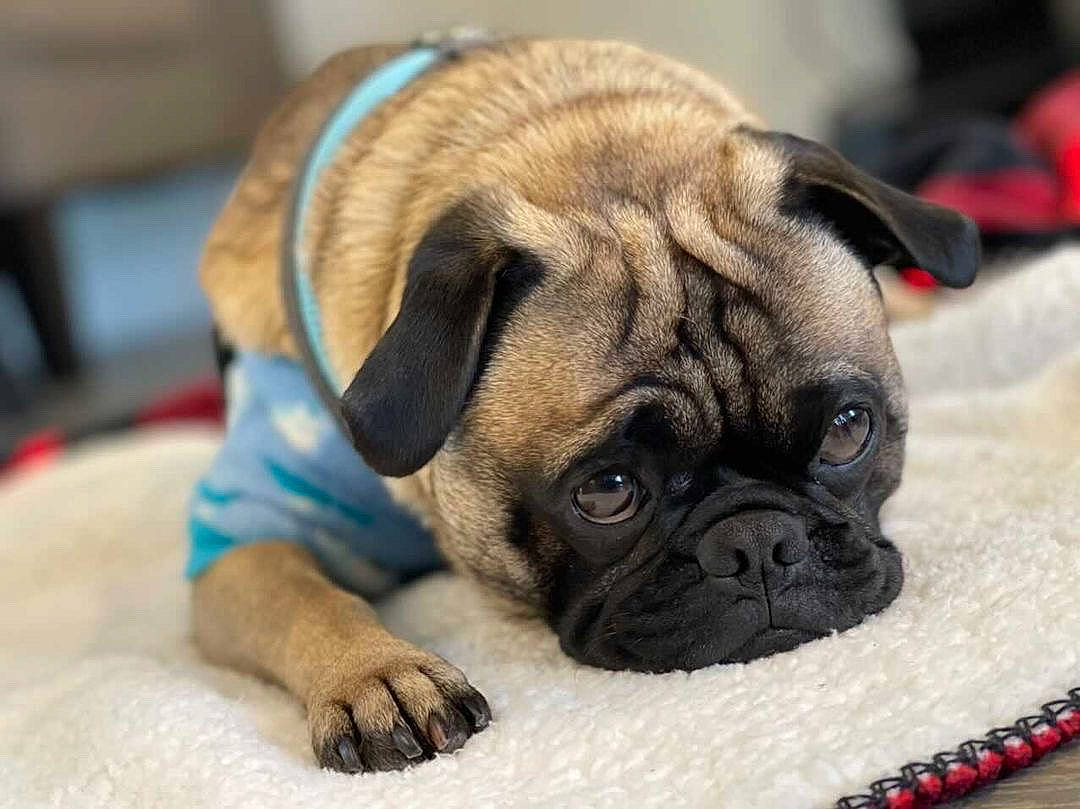 Harold joined the competition — help win amazing prizes! canidae, carnivore, companion_dog, dog, dog_breed, dog_supply, fawn, mammal, non_sporting_group, pug, puppy, skin, snout, toy_dog, vertebrate, whiskers, working_animal, wrinkle