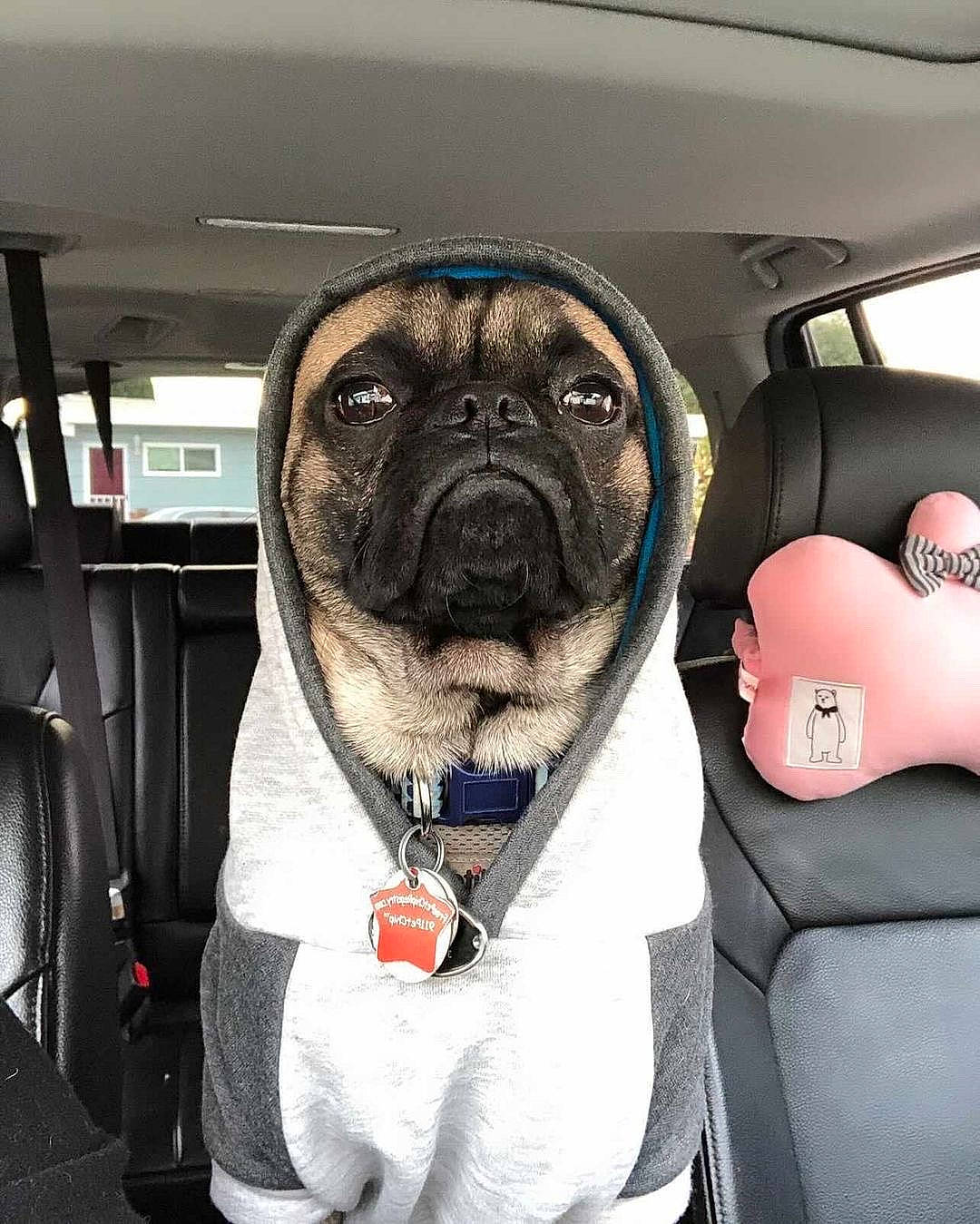 Harold is registered to the contest to win money with this photo: automotive_window_part, canidae, car_seat, car_seat_cover, carnivore, companion_dog, dog, dog_breed, head_restraint, pug, puppy, seat_belt, snout, sporting_group, toy_dog, vehicle_door, working_animal, wrinkle