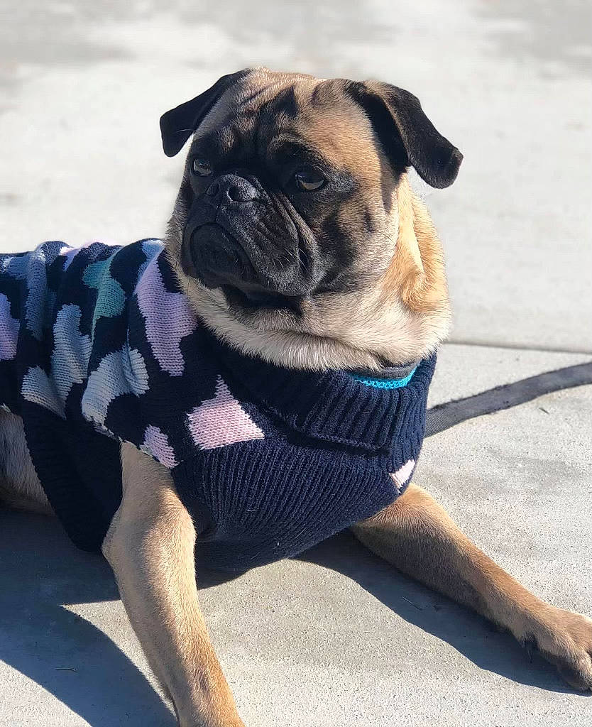 Harold joined the competition — help win amazing prizes! canidae, carnivore, collar, companion_dog, dog, dog_breed, dog_clothes, dog_supply, fawn, leash, mammal, pet_supply, pug, shadow, snout, sporting_group, sweater, toy_dog, working_animal, wrinkle