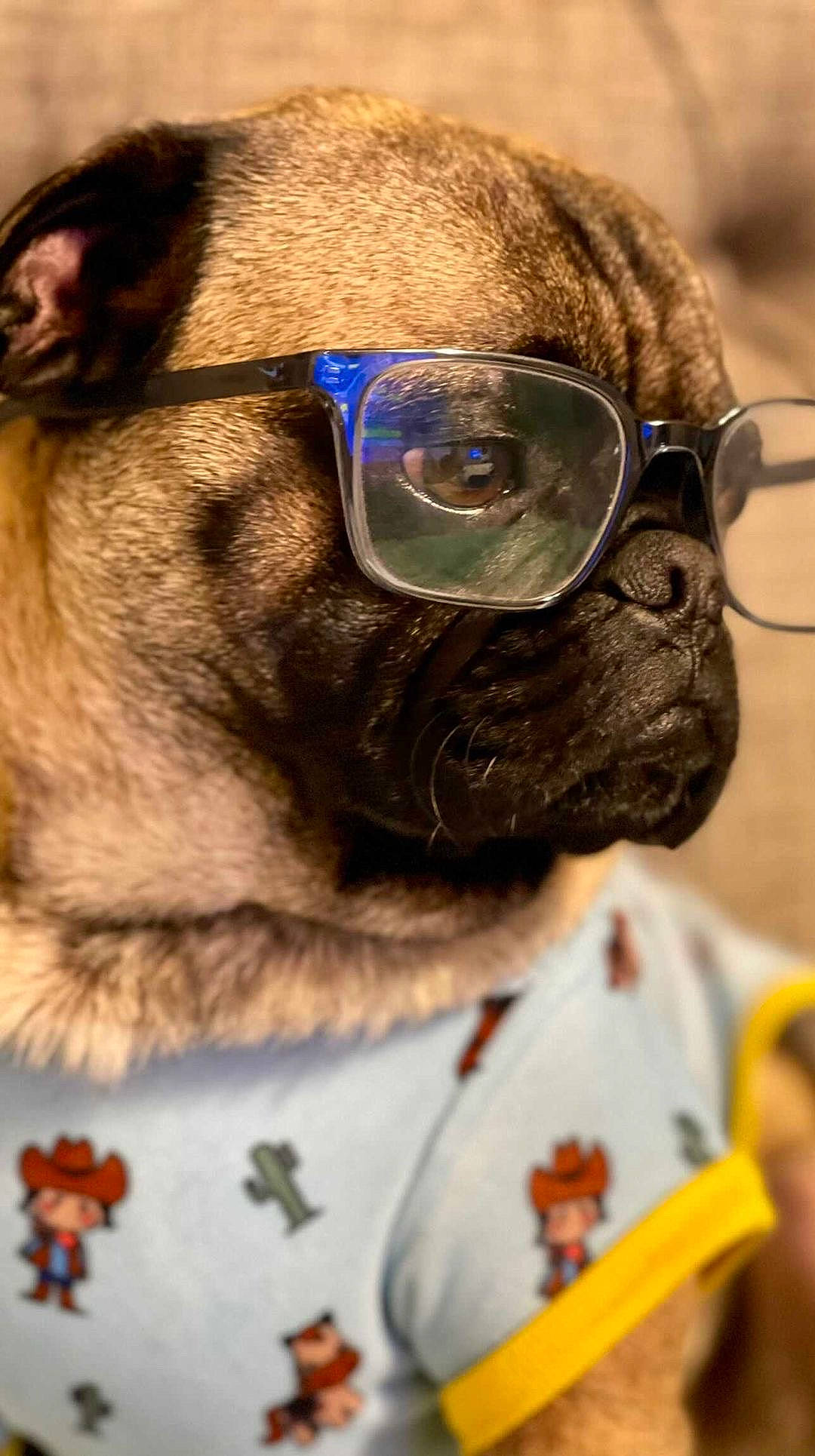 Harold is registered to the contest to win money with this photo: carnivore, collar, companion_dog, dog, dog_breed, dog_collar, dog_supply, eyewear, fawn, leash, pet_supply, pug, snout, toy_dog, whiskers, working_animal
