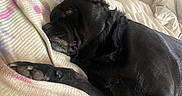 Shadow joined the competition — help win amazing prizes! bed, black_dog, blanket, colorful, comfort, couch, cozy, dog, ear, fur, furniture, home, indoor, laying_down, living_room, paw, relaxed, resting, sleepy, textile