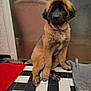 dog, puppy, large_breed_puppy, sitting, furry, floppy_ears, collar, paw, tile_floor, black_and_white_tiles, bathroom, door, textured_glass, red_rug, mat, blanket, indoor, portrait, cute, timestamp