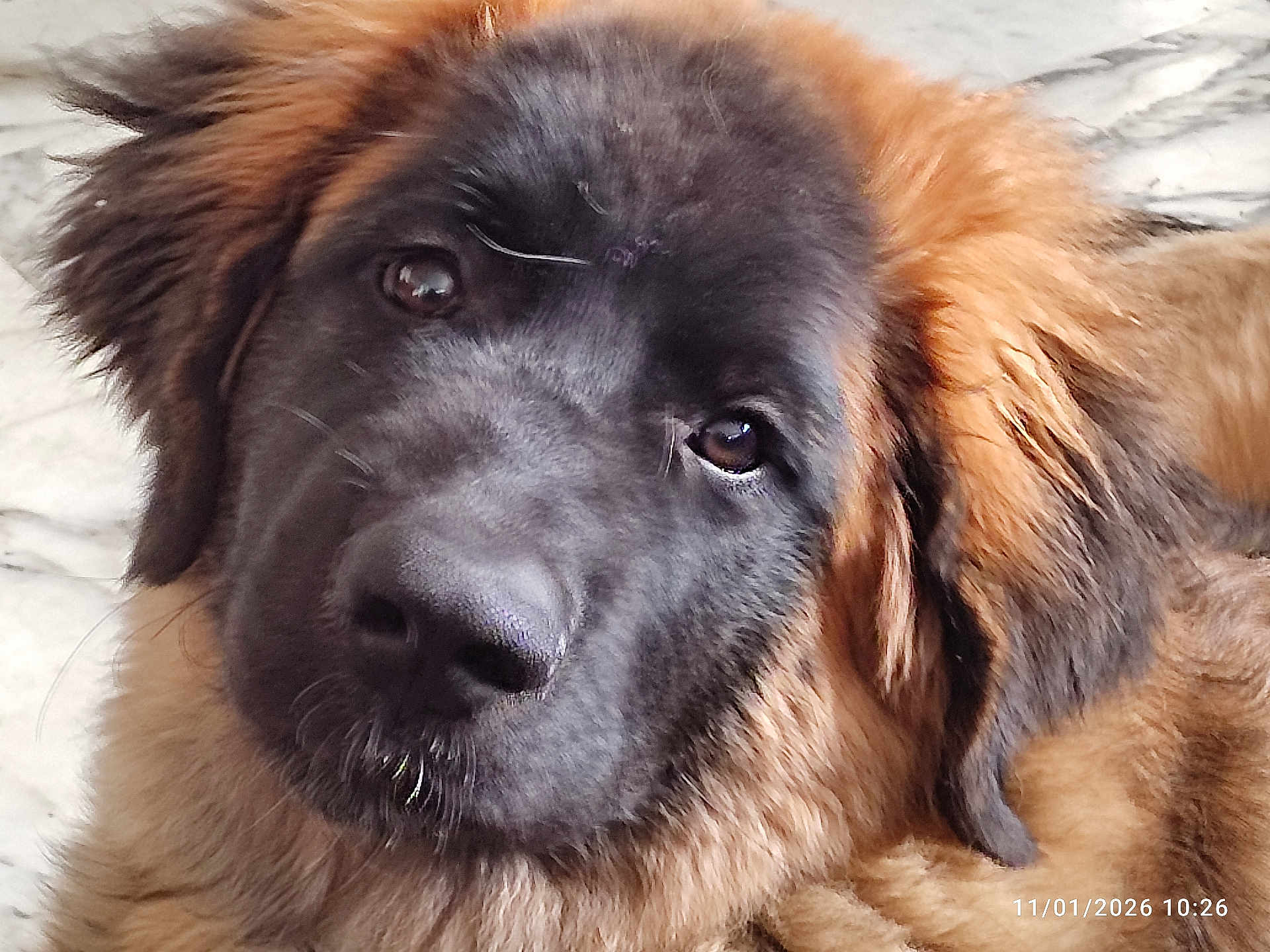 Aalya Kaido a rejoint le concours — aidez-le/la à gagner de superbes lots ! dog, puppy, close_up, face, fur, nose, eyes, brown_fur, black_fur, pet, domestic_animal, indoor, sleepy, whiskers, ear, muzzle, portrait, macro, cozy, fluffy