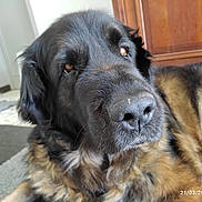 Nouchka a rejoint le concours — aidez-le/la à gagner de superbes lots ! dog, pet, close_up, portrait, indoor, rug, cabinet, black_fur, brown_fur, nose, snout, whiskers, eyes, lying_down, long_hair, muzzle, floor, domestic_animal, timestamp, relaxed