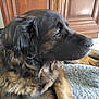 Nouchka a rejoint le concours — aidez-le/la à gagner de superbes lots ! dog, pet, large_dog, profile, close_up, fur, black_and_brown, nose, whiskers, paw, blanket, rug, indoor, wooden_cabinet, marble_floor, relaxed, lying_down, portrait, domestic_animal, timestamp