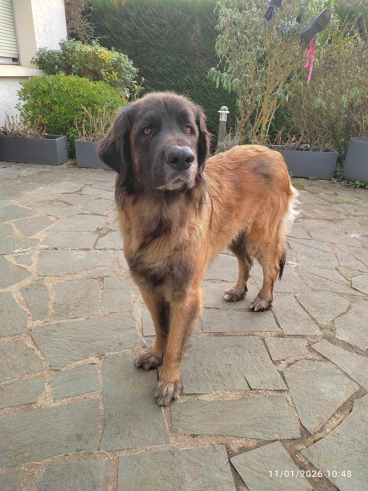 Saba Kaido participe au concours pour gagner de l'argent avec cette photo : dog, pet, brown_dog, canine, fur, paws, muzzle, face, eyes, outdoor, patio, stone_floor, paving, planter, shrubs, garden, shoe, ribbon, standing, portrait