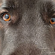 Saba Kaido a rejoint le concours — aidez-le/la à gagner de superbes lots ! dog, close_up, eyes, brown_eyes, fur, whiskers, canine, portrait, macro, nose, pet, domestic_animal, brown_fur, texture, reflection, indoor, adorable, animal_face, head, intense_gaze
