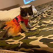 Princess is registered to the contest to win money with this photo: abyssinian, accessories, animal, bed, bedroom, blanket, cat, couch, cushion, featherboa, furniture, homedecor, indoors, kitten, manx, pet, quilt, room, siamese, strap