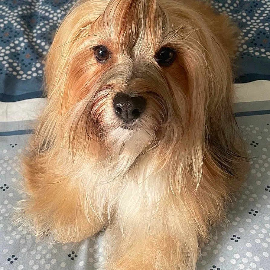 Trixie participe au concours pour gagner de l'argent avec cette photo : adorable, animal, bed, canine, close_up, companion, cute, dog, domestic_animal, fluffy, fur, hair_tie, indoor, long_hair, looking_at_camera, mammal, pet, portrait, resting, soft_lighting