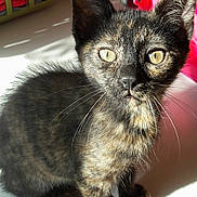 Loona a rejoint le concours — aidez-le/la à gagner de superbes lots ! cat, kitten, tortoiseshell, indoor, sunlight, yellow_eyes, whiskers, fur, pet, animal, curious, closeup, laundry_basket, red_clothes, pink_object, table_surface, shadow, ears, face, small