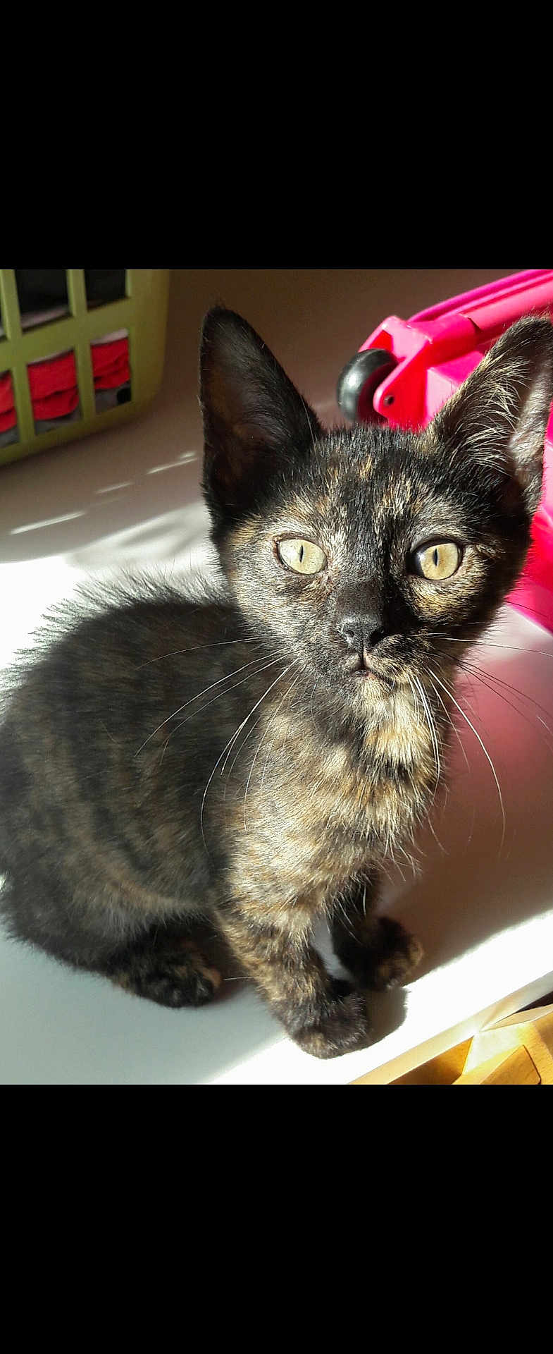 Loona a rejoint le concours — aidez-le/la à gagner de superbes lots ! cat, kitten, tortoiseshell, indoor, sunlight, yellow_eyes, whiskers, fur, pet, animal, curious, closeup, laundry_basket, red_clothes, pink_object, table_surface, shadow, ears, face, small