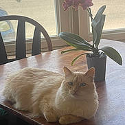 Honey joined the competition — help win amazing prizes! cat, fluffy, cream_colored, table, wooden_table, orchid, potted_plant, indoor, window, chair, natural_light, relaxed, pet, animal, feline, plant, flower, cozy, serene, home