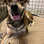 J. Jonah Jameson is registered to the contest to win money with this photo: dog, canine, pet, smiling, bone, chewed_bone, cage, crate, cushion, indoor, happy, tongue_out, fur, paw, animal, domestic, muzzle, ears, resting, closeup