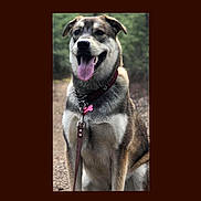 J. Jonah Jameson is registered to the contest to win money with this photo: dog, canine, pet, animal, outdoor, forest, nature, leash, collar, tongue_out, happy, sitting, brown, gray, white, fur, closeup, portrait, daylight, path