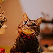 Trio is registered to the contest to win money with this photo: cat, tabby_cat, sweater, bow_tie, pet, indoor, close_up, curious, whiskers, face, animal, feline, holiday_decor, christmas_tree, ornament, cozy, warm_lighting, blurred_background, cute, domestic_animal