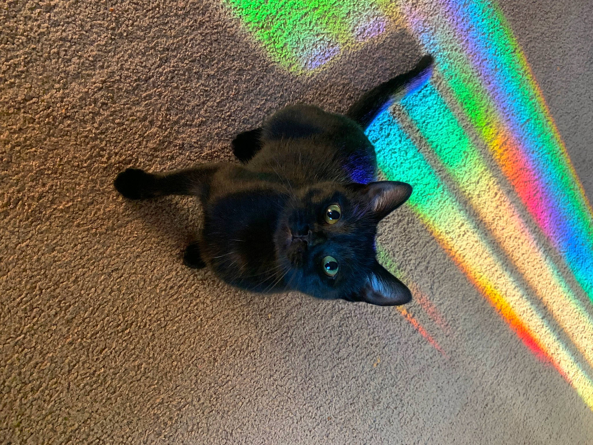 Jazzy is registered to the contest to win money with this photo: black_cat, bombay, carnivore, cat, dog_breed, domestic_short_haired_cat, electric_blue, fashion_accessory, felidae, flooring, fur, havana_brown, paw, road_surface, shadow, small_to_medium_sized_cats, snout, tail, tints_and_shades, whiskers