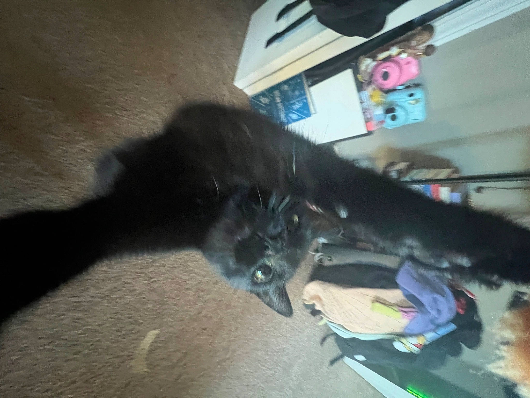 Jazzy is registered to the contest to win money with this photo: canidae, carnivore, companion_dog, dog_breed, felidae, floor, flooring, fur, hardwood, small_to_medium_sized_cats, sporting_group, tail