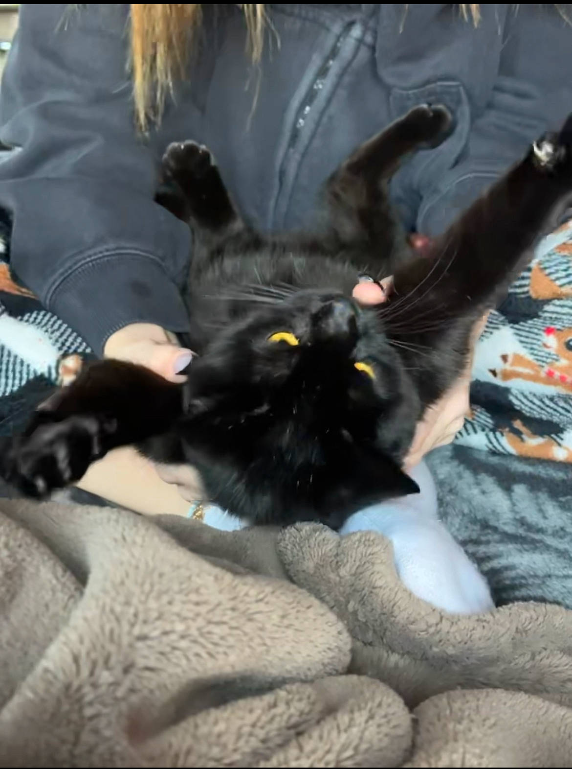 Jazzy is registered to the contest to win money with this photo: black_cat, bombay, carnivore, cat, cat_supply, claw, comfort, domestic_short_haired_cat, felidae, fur, gesture, grey, linens, paw, small_to_medium_sized_cats, tail, terrestrial_animal, whiskers