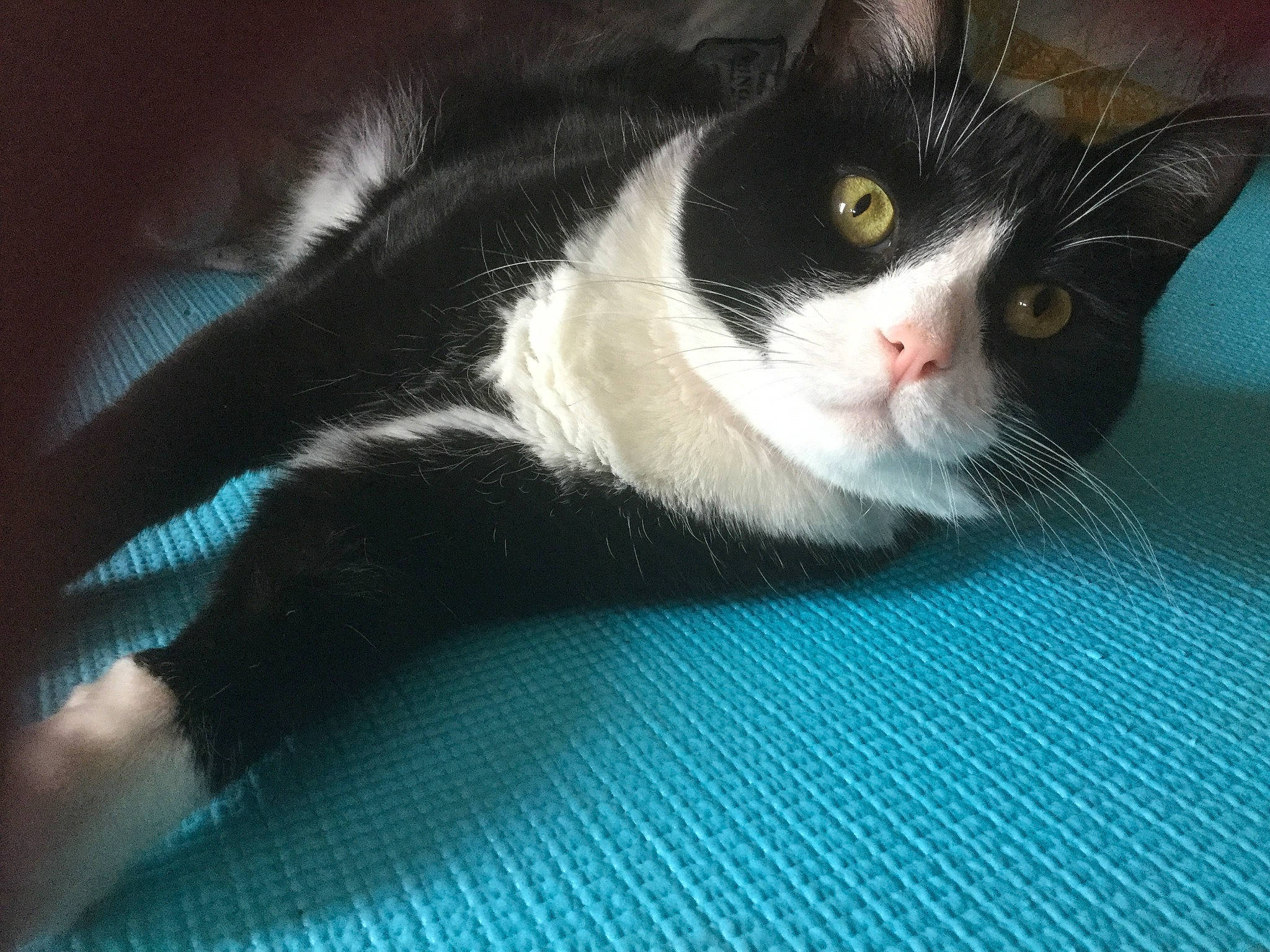 Summer is registered to the contest to win money with this photo: american_wirehair, black_and_white, black_cat, carnivore, cat, domestic_short_haired_cat, felidae, fur, kitten, mammal, polydactyl_cat, small_to_medium_sized_cats, snout, whiskers