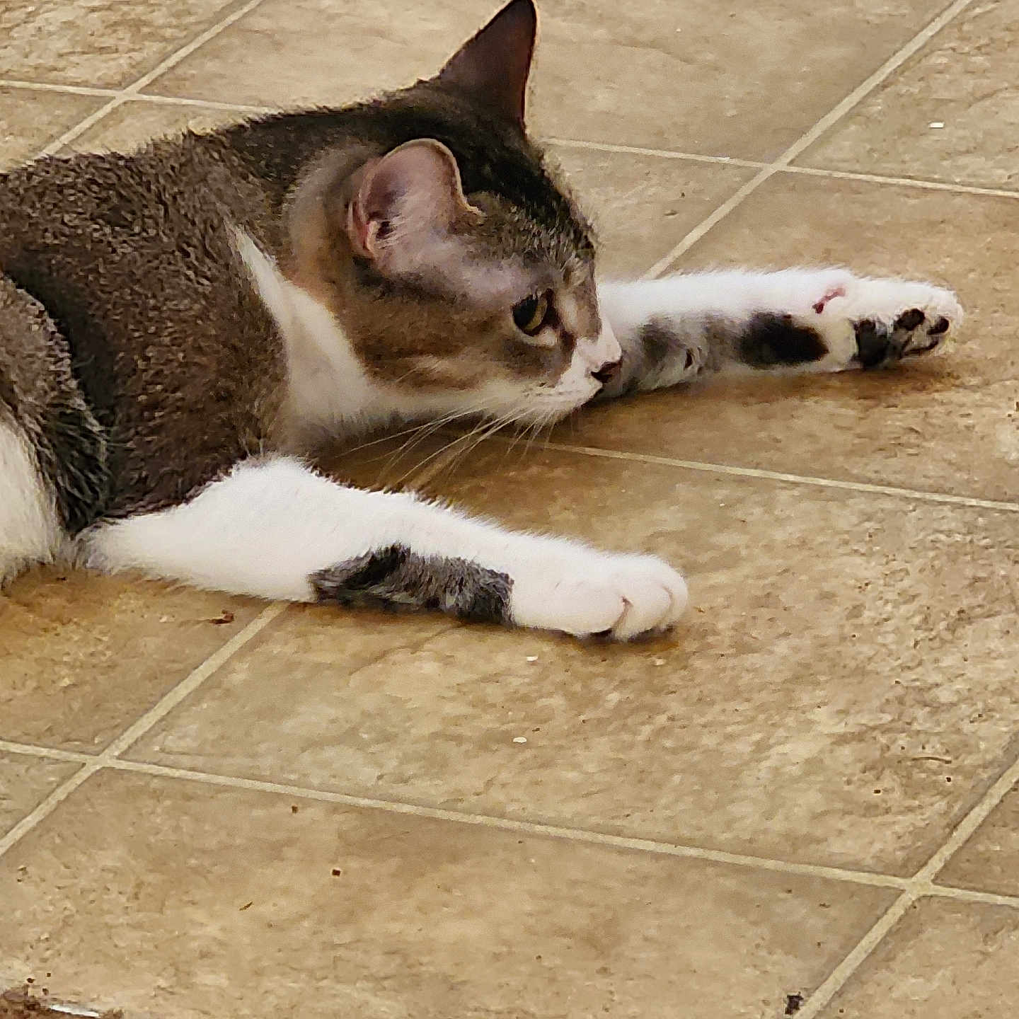 Pudgie joined the competition — help win amazing prizes! animal, cat, closeup, cute, domestic, floor, fur, gray, indoor, laying, mammal, paws, pet, relaxed, resting, side_view, stretching, tile, whiskers, white