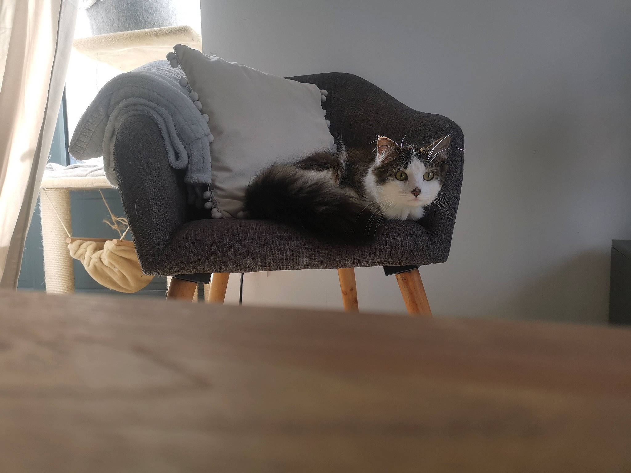 Sali participe au concours pour gagner de l'argent avec cette photo : carnivore, cat, comfort, companion_dog, eyewear, fawn, felidae, floor, flooring, fur, grey, hardwood, outdoor_furniture, pet_supply, sitting, small_to_medium_sized_cats, tail, whiskers, wood, wood_flooring