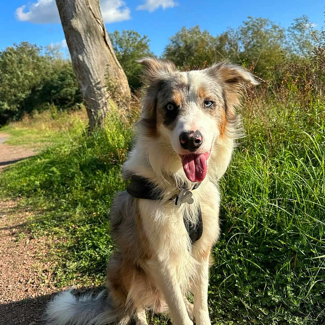 Charly participe au concours pour gagner de l'argent avec cette photo : animal, bodypart, canine, dog, grass, herbal, herbs, land, nature, outdoors, park, path, pet, plant, puppy, sky, summer, tree, vegetation, woodland