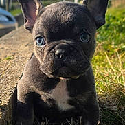 Charly a rejoint le concours — aidez-le/la à gagner de superbes lots ! puppy, dog, french_bulldog, blue_eyes, grass, outdoor, sunlight, close_up, pet, animal, cute, young, portrait, nature, ears, fur, nose, sitting, daylight, adorable