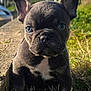 puppy, dog, french_bulldog, blue_eyes, grass, outdoor, sunlight, close_up, pet, animal, cute, young, portrait, nature, ears, fur, nose, sitting, daylight, adorable