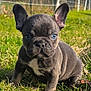 Charly a rejoint le concours — aidez-le/la à gagner de superbes lots ! puppy, dog, french_bulldog, grass, outdoor, sunlight, pet, animal, cute, ears, blue_eyes, small, young, nature, mammal, adorable, sitting, portrait, fur, background